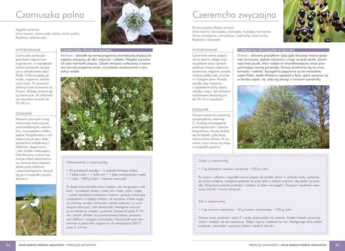 16969560993390428-jpg-gallery.big-iext138226788