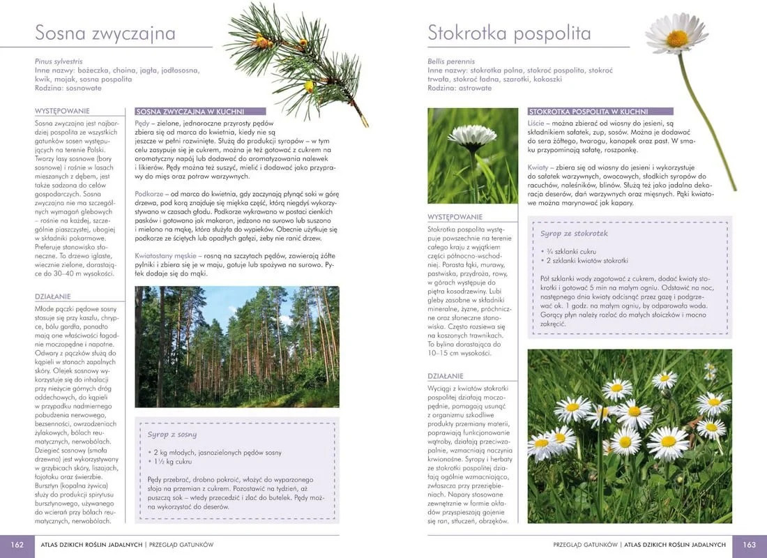 16969560993420431-jpg-gallery.big-iext138226792